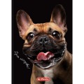 Brulion Herlitz Crazy Animal A6 80k. 70g krata (400196850)