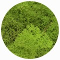 Dekoracja dekoracja florystyczna mech chrobotek reniferowy Titanum (100 gram)
