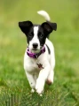 Zestaw kreatywny Diamentowa mozaika 30x40cm Pies jack russell terrier Flamingo Line (1(7))