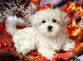Zestaw kreatywny Diamentowa mozaika 30x40cm Pies maltańczyk Flamingo Line (1(51))