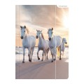 Teczka kartonowa na gumkę Starpak horses A4 kolor: mix (298952)