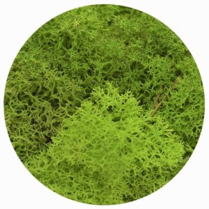 Dekoracja dekoracja florystyczna mech chrobotek reniferowy Titanum (100 gram)