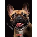 Brulion Herlitz Crazy Animal A6 80k. 70g krata (400196850)