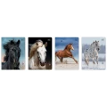 Zeszyt Interdruk WILD HORSES A5 16k. 70g linia kolor