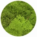 Dekoracja dekoracja florystyczna mech chrobotek reniferowy Titanum (100 gram)